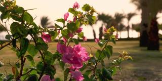 叶子花属。粉红色的花。埃及的花朵。特写镜头。在温暖的阳光下，在夕阳下