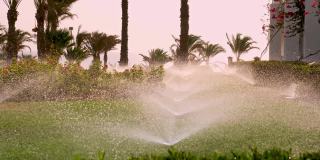 草灌溉。草坪灌溉系统。草坪洒水。灌溉系统。洒水装置正在工作，用棕榈树浇灌热带花园的草坪