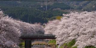 河边有一排排的樱桃树。