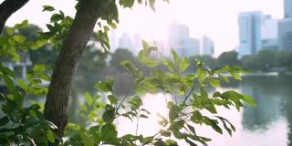 在曼谷市中心的一个公园里，绿色的叶子在风中飘扬，夕阳的微光穿过公园，周围环绕着湖泊和高楼大厦