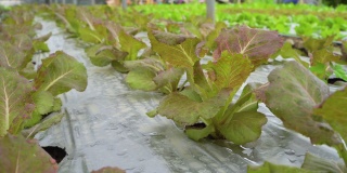 温室中生长的新鲜有机红色巴达维亚。