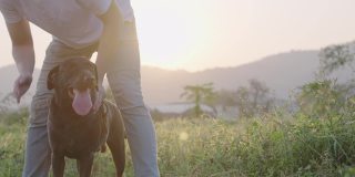 一只快乐而充满活力的黑色拉布拉多犬与主人在温暖的阳光照耀下的草地上玩耍，服从犬训练，与忠诚的狗狗玩耍，宠物主人户外活动，宠物保健