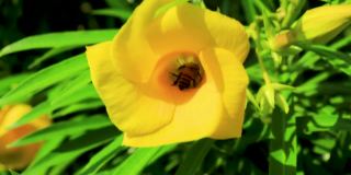 在墨西哥，蜜蜂爬着飞进黄色夹竹桃花。