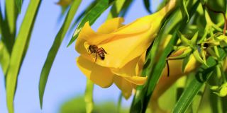 在墨西哥，蜜蜂爬着飞进黄色夹竹桃花。