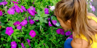 那孩子用放大镜研究蝴蝶。有选择性的重点。孩子。