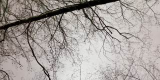 公园里风雪交加，雪被公园的街灯照亮，树枝黑黑的