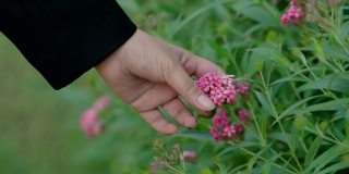 4k，一个穿着黑色长袖衬衫的女人的手拿着一朵粉红色的花在花园里。