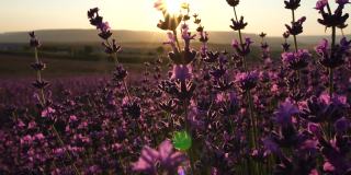 日落时分，盛开的薰衣草在田野里被蜜蜂授粉。普罗旺斯,法国。关闭了。有选择性的重点。缓慢的运动。薰衣草花春天背景与美丽的紫色颜色和散景灯