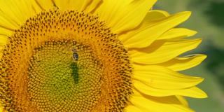 授粉和飞行的蜜蜂在向日葵与慢动作镜头。