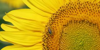 授粉和飞行的蜜蜂在向日葵与慢动作镜头。