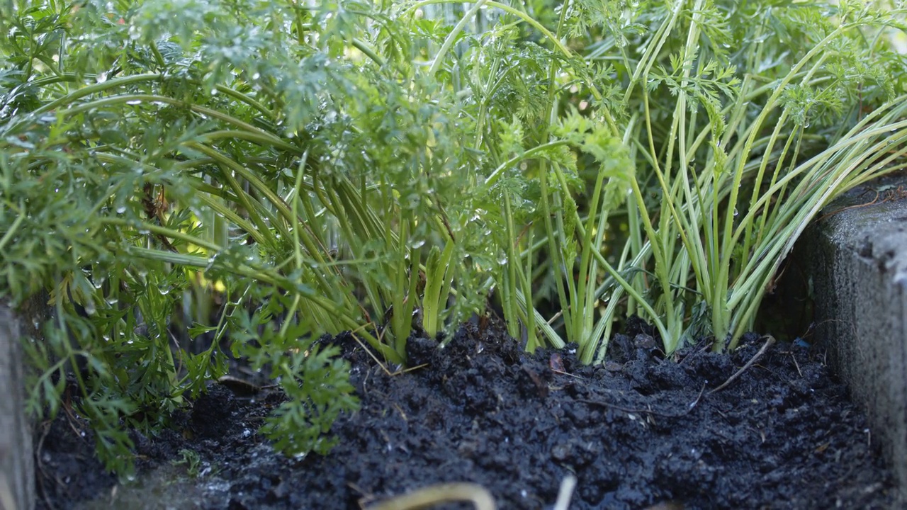 特写浇水充满活力的绿色年轻胡萝卜植物在黑暗肥沃的土壤