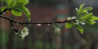 在雨中，花园里一棵开花的苹果树的树枝。雨滴从花上落下。春天是外