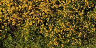 花坛上盛开着黄色的花朵。没有风，昆虫在花丛中飞舞。静态照相机。