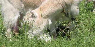 夏天，带着项圈的白色家养山羊在乡间的绿草地上吃草。夏季家庭牧业的概念