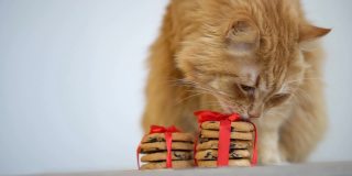 姜猫鼻子鼻子的圣诞饼干圣诞老人绑红丝带坐在桌子上