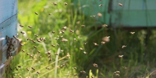 在蜂巢周围飞舞的蜜蜂。蜂房里飞来飞去的一群蜜蜂。