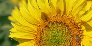授粉蜜蜂在向日葵慢动作镜头。