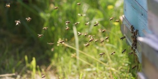 蜂房里飞来飞去的一群蜜蜂。在蜂巢周围飞舞的蜜蜂。