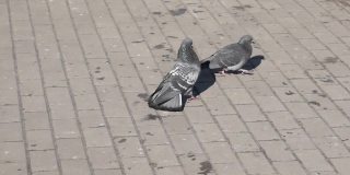 鸽子在城市广场上。雄鸟在向雌鸟求爱。2021年春季