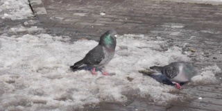 鸽子在城市广场上。雄鸟在向雌鸟求爱。2021年春季