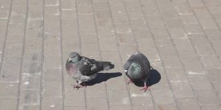 城市广场上的鸽子。雄性正在向雌性求爱。2021年春季