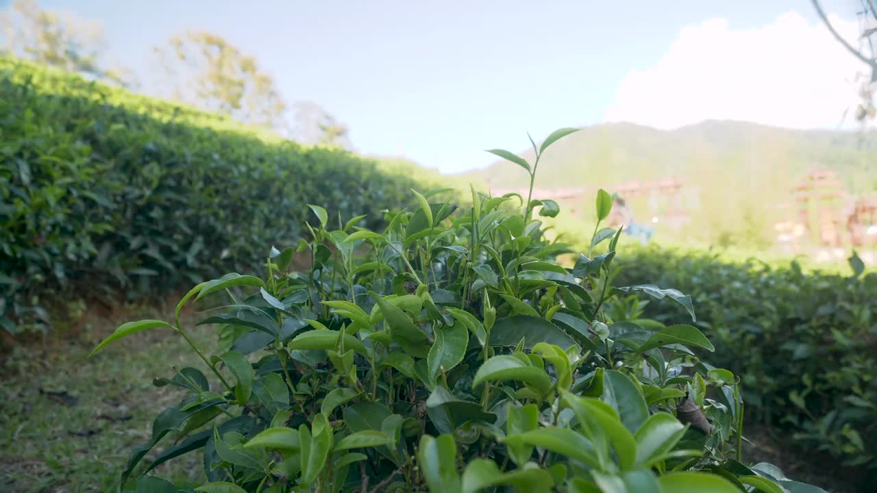 近距离拍摄的亚洲妇女农民采摘小绿茶在早上泰国美洪森