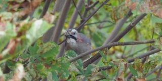 Jay Bird Sitting and Eats peck昆虫毛毛虫在树枝上栗子秋天。鸟鸦。野生动物-鸟类，在各种林区的大山雀，森林公园花园。周杰伦的鸟。