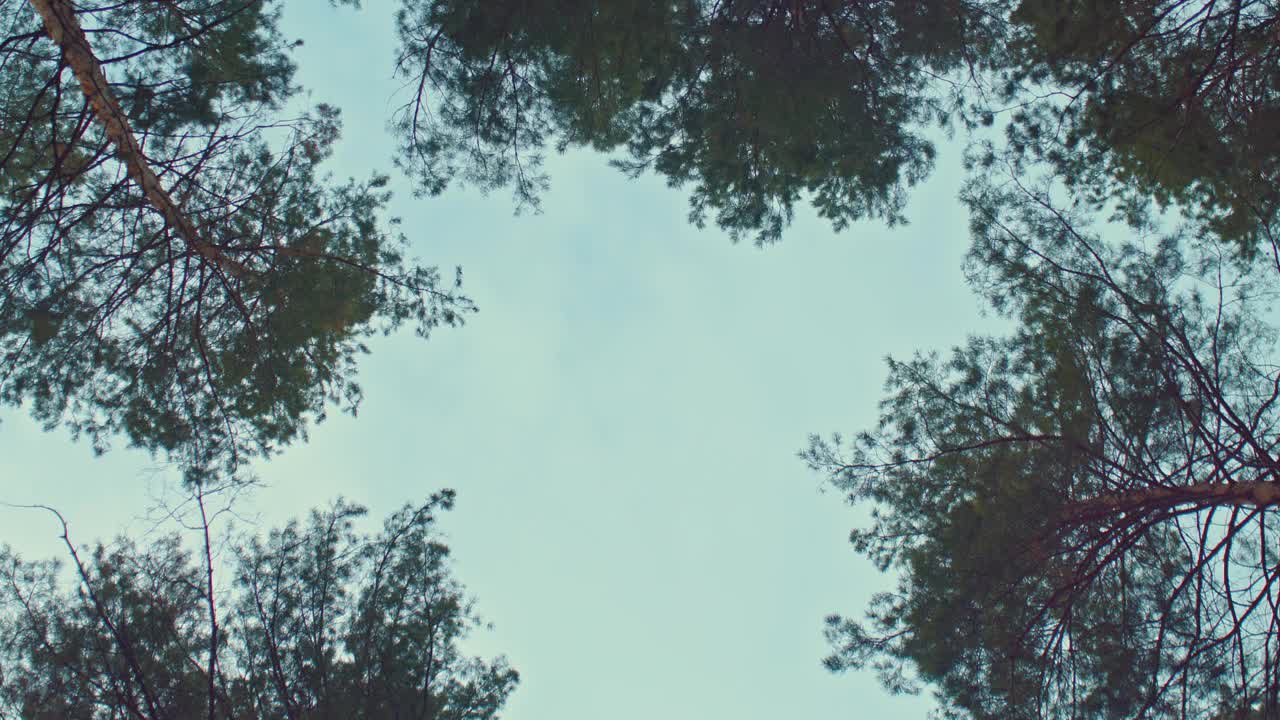 秋天灰色的天空透过树枝。高大的松树和冷杉的树干在风中摇摆，秋天的风景。自底向上的视图，相机的圆周运动。4 k, ProRes
