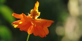 近距离的橙色宇宙硫骑士花正在日落的灯光和蚱蜢在模糊的背景。概念自然和花卉。