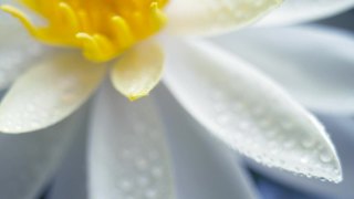 白色睡莲盛开的水滴在花瓣上。移动焦点。单株美丽的睡莲在阳光明媚的日子里盛开在池塘里视频素材模板下载