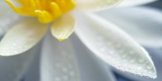 白色睡莲盛开的水滴在花瓣上。移动焦点。单株美丽的睡莲在阳光明媚的日子里盛开在池塘里