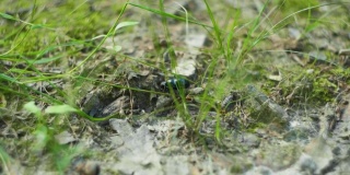 一只甲虫在草地上行走的4K电影镜头。