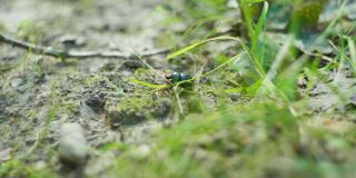 一只甲虫在草地上行走的4K电影镜头。（2）