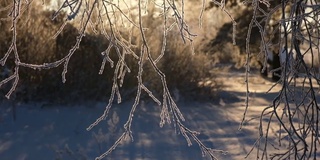 在夕阳的映衬下，树枝被白雪覆盖。树枝。糖衣。寒冷的冬天。下雪的天气。阳光。白色的雪。自然背景。冬天森林里的一个霜冻的早晨。烟雾缭绕的雾气。