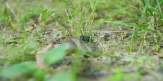 一只甲虫在草地上行走的4K电影镜头。（3）