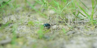 一只甲虫在草地上行走的4K电影镜头。（4）