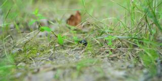 一只甲虫在草地上行走的4K电影镜头。（5）