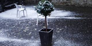 冬青灌木植物在冬天下雪