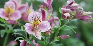 室外雨滴中的紫菀