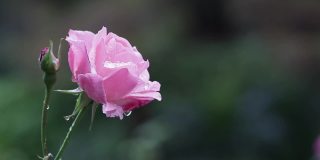 摇曳的玫瑰在风中，特写，模糊的背景