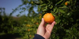农夫用手摘了一个橘子。