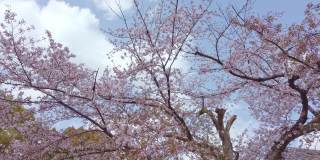 手持拍摄美丽的吉野樱花在微风中飞舞
