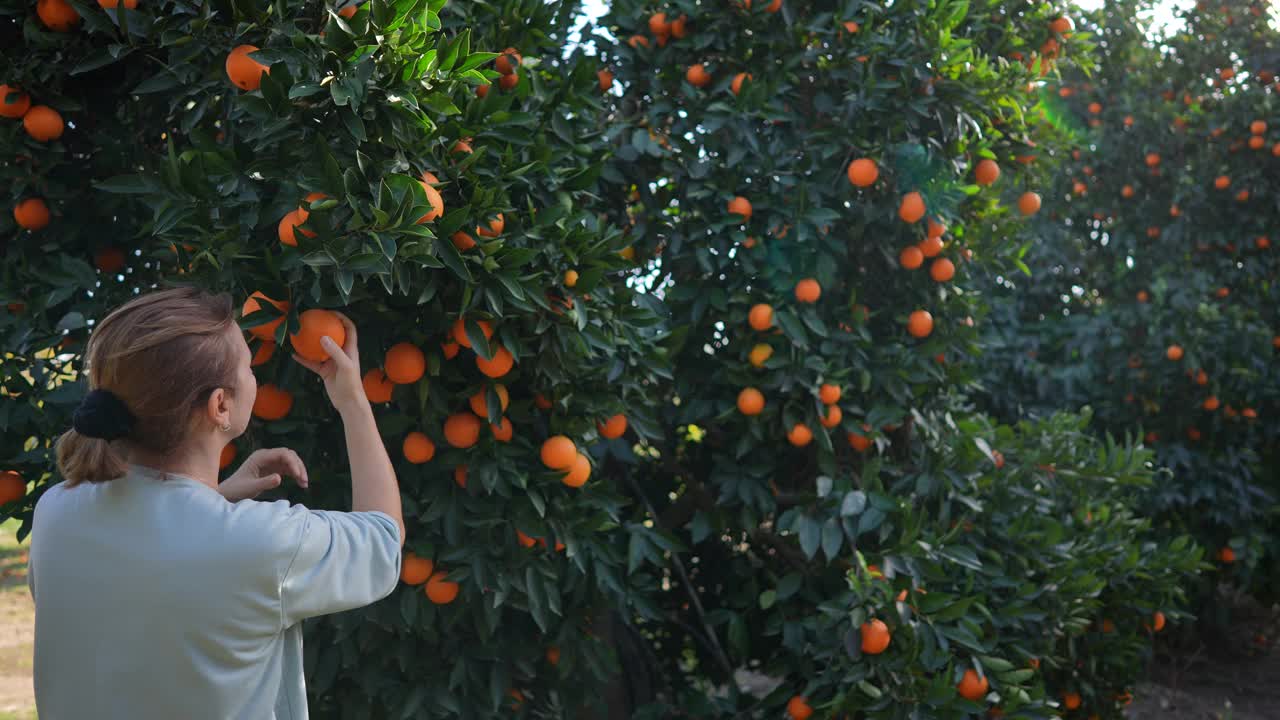 在果园采摘有机橘子的妇女