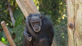 普通的黑猩猩在树上爬行和打手势-穴居动物视频素材模板下载
