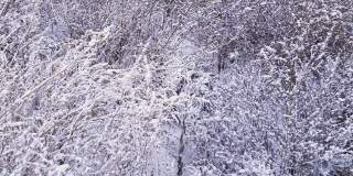 微风中覆盖着雪的干燥的野生鹅足灌木丛