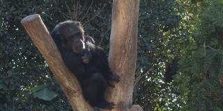 在树上的普通黑猩猩-穴居动物