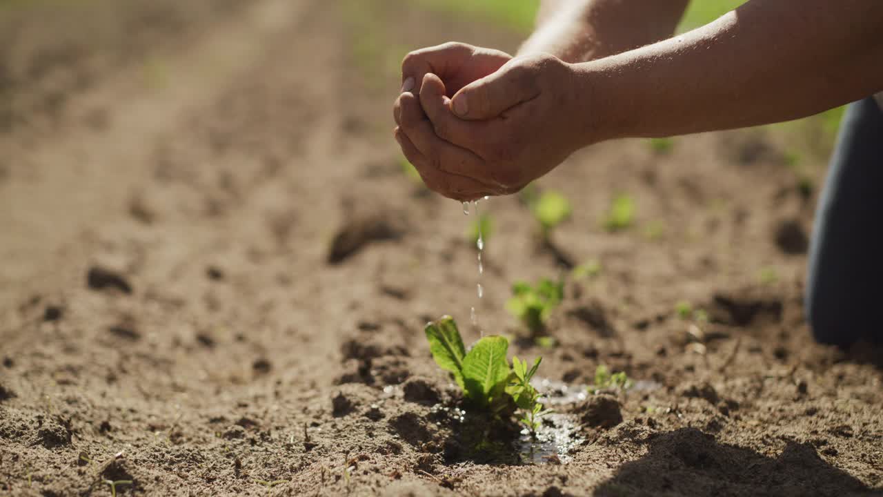 一个农民浇灌植物的4k视频片段