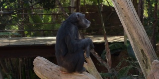 普通的黑猩猩在树上做手势-穴居动物