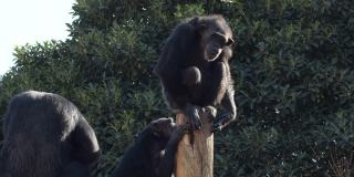 在动物园的自然公园里，黑猩猩在树上做手势