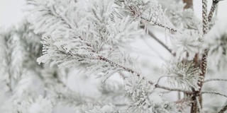 雪中的松树